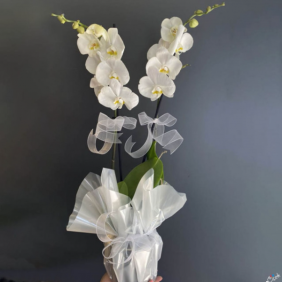  Alanya Çiçek Gönder 2 Dal Beyaz Orkide